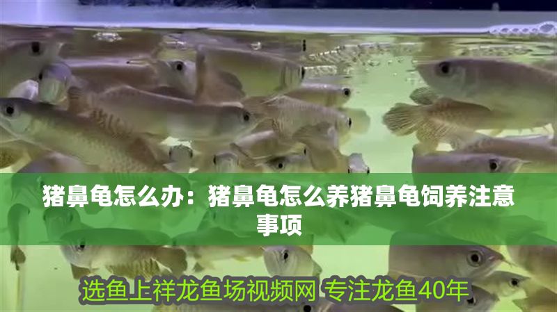 豬鼻龜怎么辦:豬鼻龜怎么養豬鼻龜飼養注意事項 豬鼻龜百科 第1張 豬鼻龜怎么辦:豬鼻龜怎么養豬鼻龜飼養注意事項 豬鼻龜怎么辦:豬鼻龜怎么養豬鼻龜飼養注意事項 豬鼻龜百科 第1張