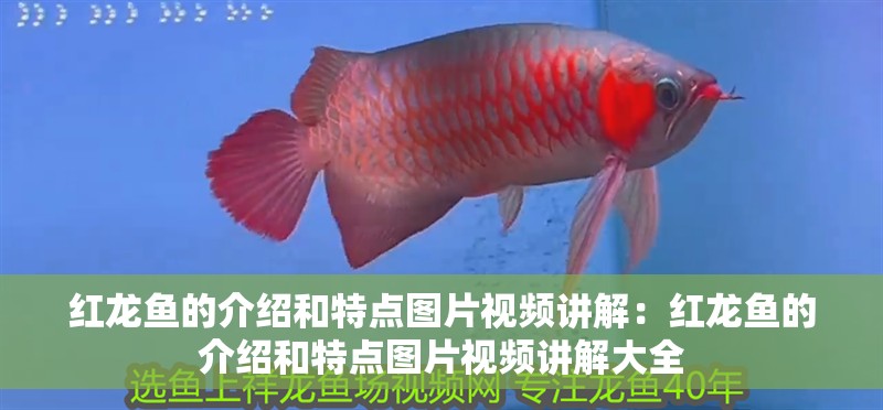 紅龍魚(yú)的介紹和特點(diǎn)圖片視頻講解：紅龍魚(yú)的介紹和特點(diǎn)圖片視頻講解大全