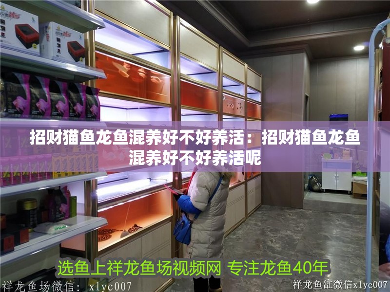 招財貓魚龍魚混養好不好養活:招財貓魚龍魚混養好不好養活呢 水族問答 招財貓魚龍魚混養好不好養活:招財貓魚龍魚混養好不好養活呢 招財貓魚龍魚混養好不好養活:招財貓魚龍魚混養好不好養活呢 水族問答