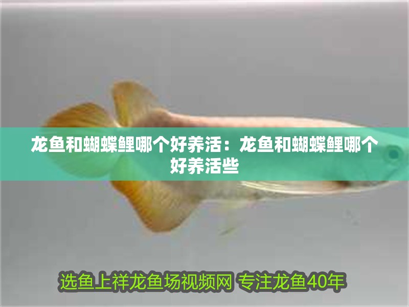 龍魚和蝴蝶鯉哪個好養(yǎng)活：龍魚和蝴蝶鯉哪個好養(yǎng)活些