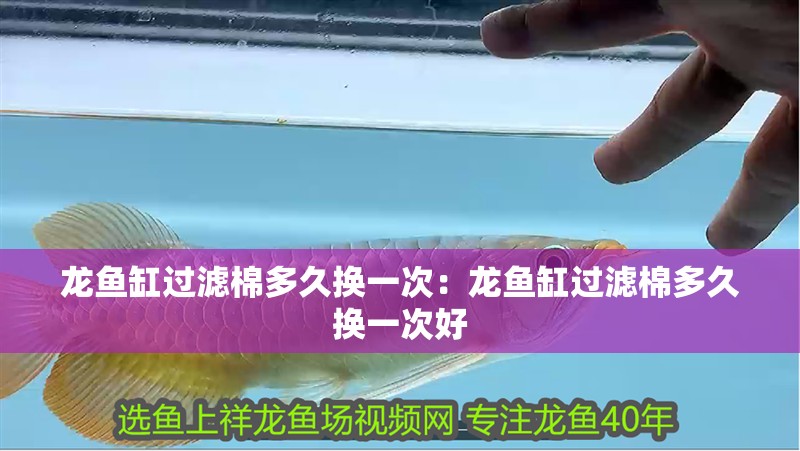 龍魚缸過濾棉多久換一次：龍魚缸過濾棉多久換一次好