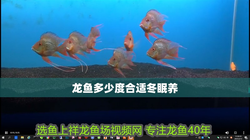 龍魚多少度合適冬眠養(yǎng)