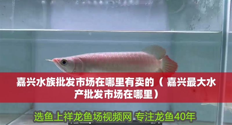 嘉興水族批發(fā)市場在哪里有賣的（ 嘉興最大水產(chǎn)批發(fā)市場在哪里）