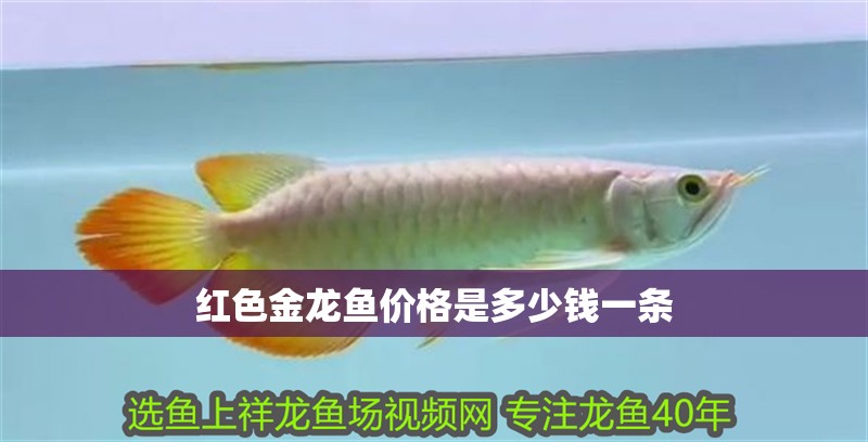 紅色金龍魚價格是多少錢一條