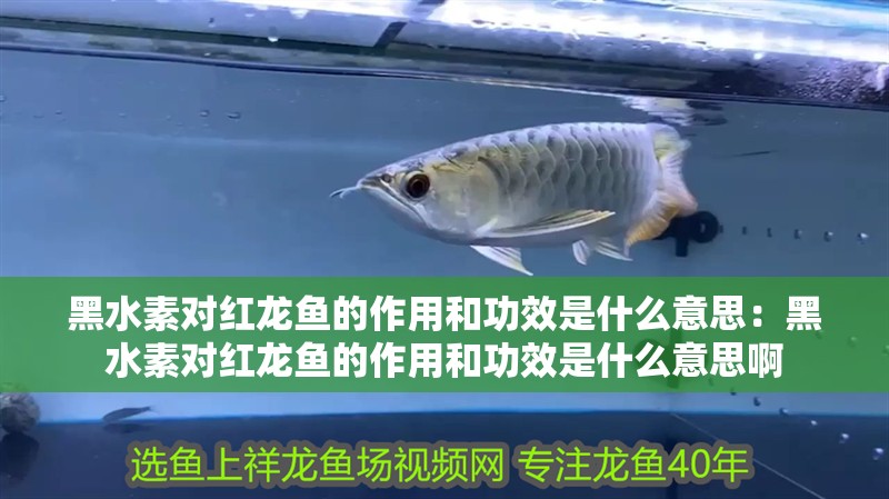 黑水素對紅龍魚的作用和功效是什么意思：黑水素對紅龍魚的作用和功效是什么意思啊