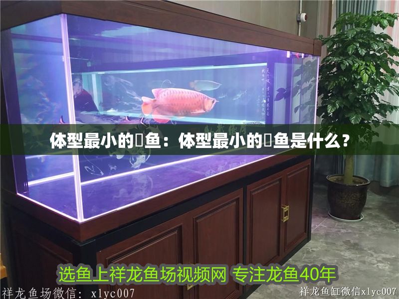 體型最小的魟魚：體型最小的魟魚是什么？