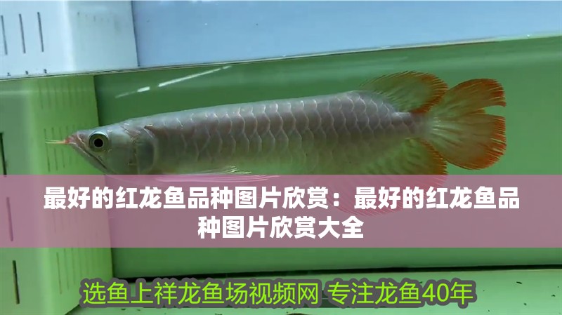 最好的紅龍魚品種圖片欣賞：最好的紅龍魚品種圖片欣賞大全