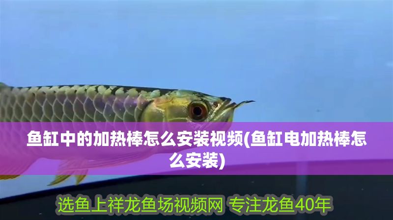 魚缸中的加熱棒怎么安裝視頻(魚缸電加熱棒怎么安裝)