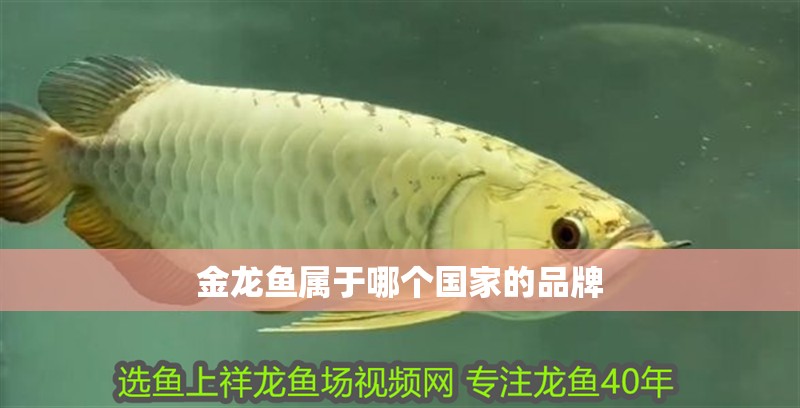 金龍魚屬于哪個國家的品牌