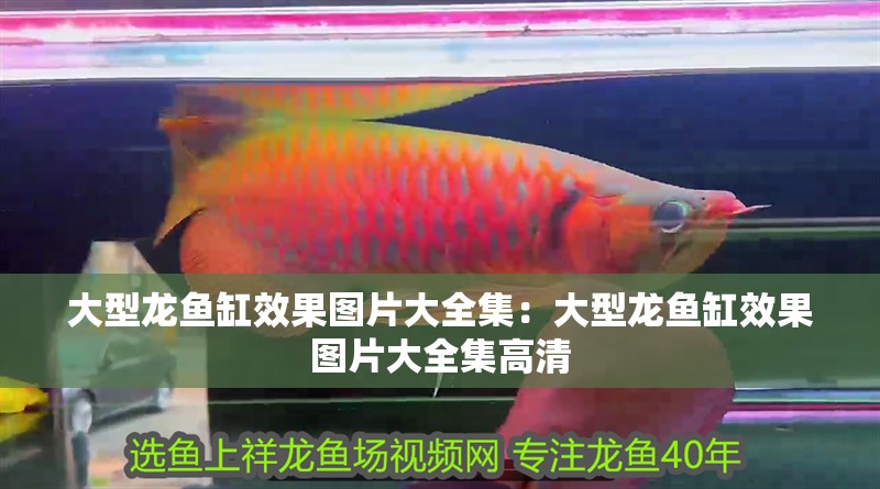 大型龍魚缸效果圖片大全集：大型龍魚缸效果圖片大全集高清