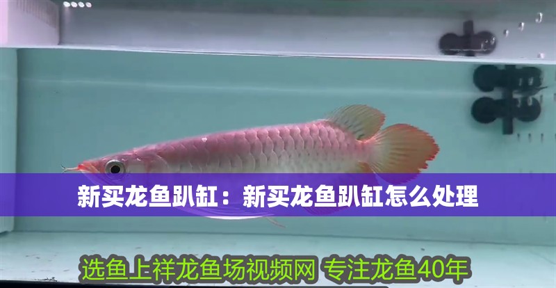新買龍魚趴缸：新買龍魚趴缸怎么處理
