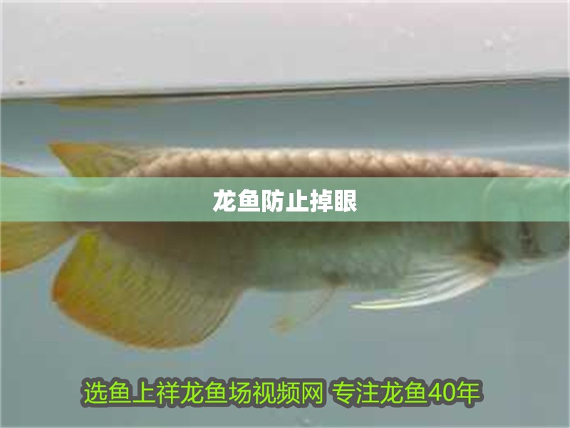 龍魚防止掉眼