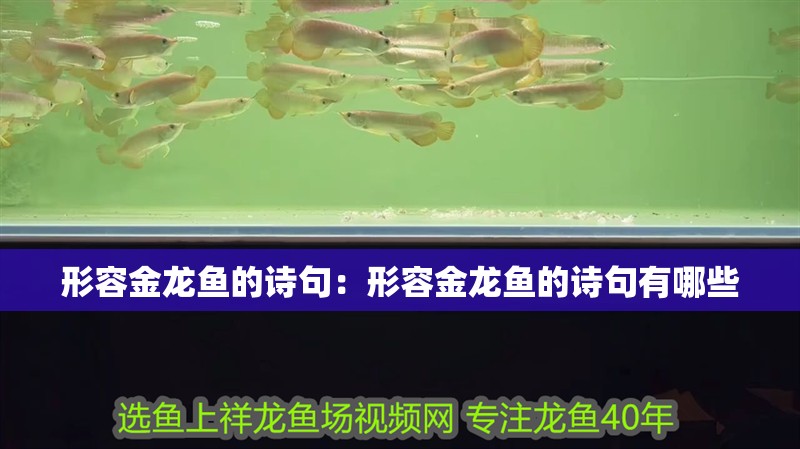 形容金龍魚(yú)的詩(shī)句：形容金龍魚(yú)的詩(shī)句有哪些