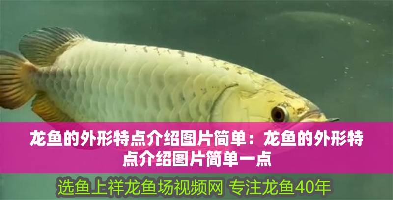 龍魚的外形特點介紹圖片簡單：龍魚的外形特點介紹圖片簡單一點
