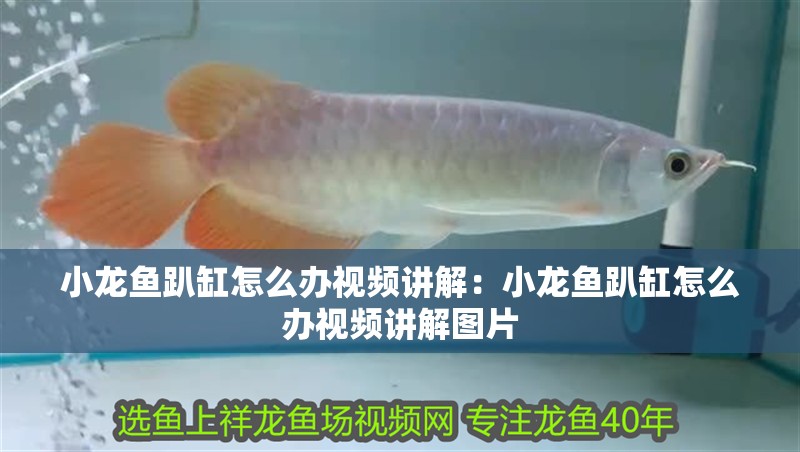 小龍魚趴缸怎么辦視頻講解：小龍魚趴缸怎么辦視頻講解圖片