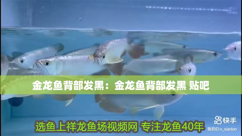 金龍魚背部發(fā)黑：金龍魚背部發(fā)黑 貼吧