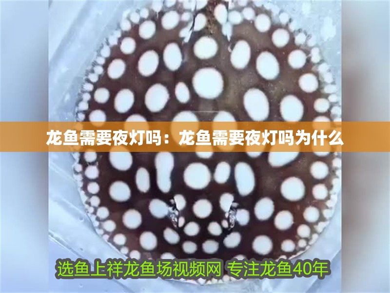 龍魚需要夜燈嗎：龍魚需要夜燈嗎為什么 龍魚需要夜燈嗎：龍魚需要夜燈嗎為什么 水族問答