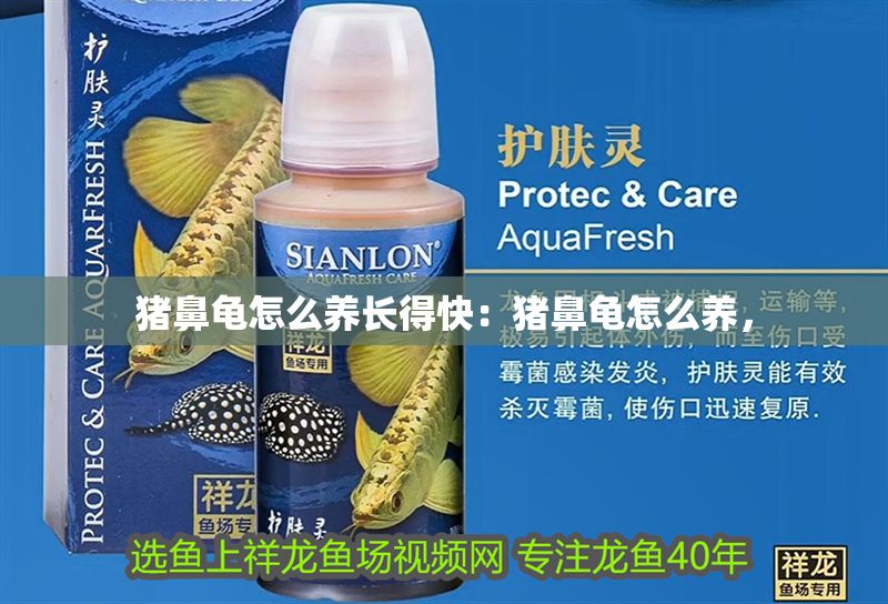 豬鼻龜怎么養長得快：豬鼻龜怎么養，