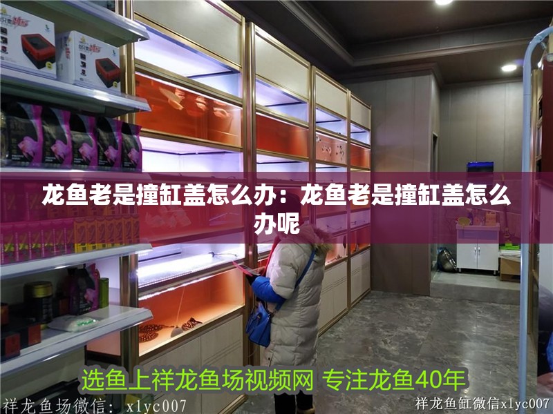 龍魚老是撞缸蓋怎么辦:龍魚老是撞缸蓋怎么辦呢 水族問答 龍魚老是撞缸蓋怎么辦:龍魚老是撞缸蓋怎么辦呢 龍魚老是撞缸蓋怎么辦:龍魚老是撞缸蓋怎么辦呢 水族問答