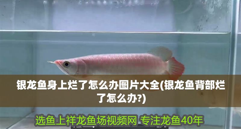 銀龍魚身上爛了怎么辦圖片大全(銀龍魚背部爛了怎么辦?)