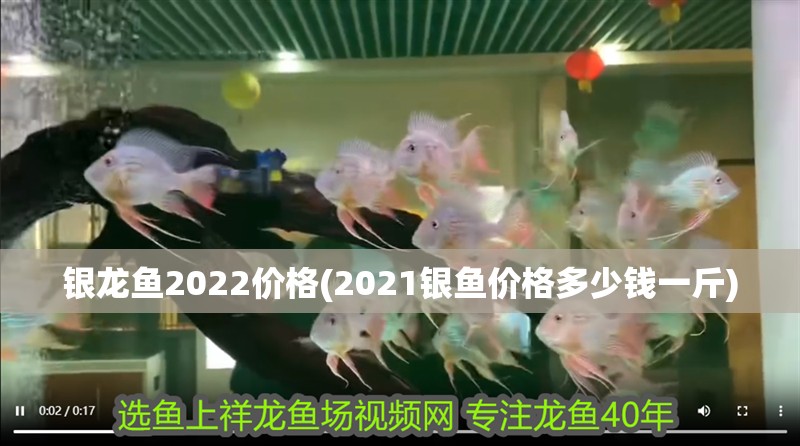 銀龍魚2022價格(2021銀魚價格多少錢一斤)