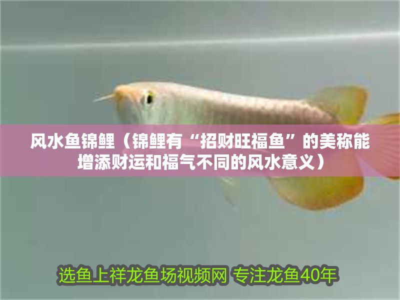 風水魚錦鯉（錦鯉有“招財旺福魚”的美稱能增添財運和福氣不同的風水意義）