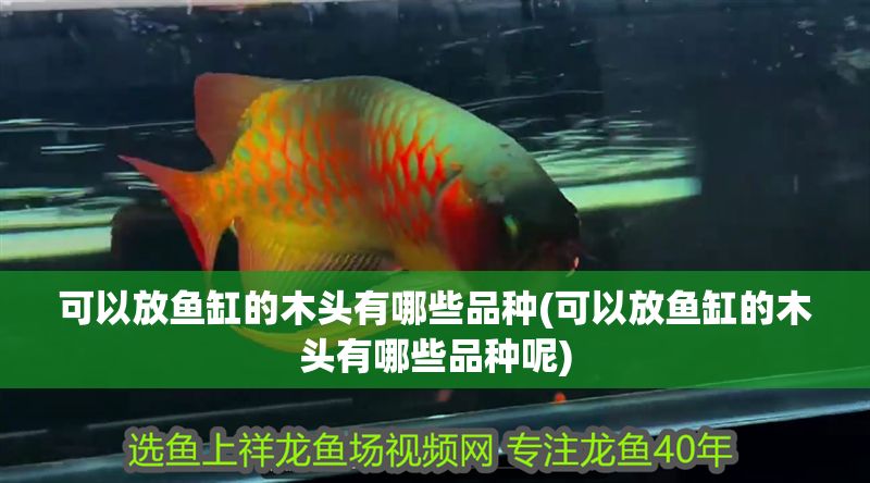 可以放魚缸的木頭有哪些品種(可以放魚缸的木頭有哪些品種呢)
