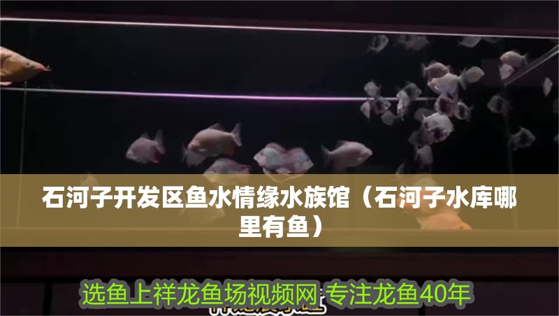 石河子開發區魚水情緣水族館（石河子水庫哪里有魚）