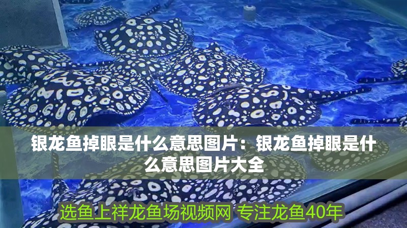 銀龍魚掉眼是什么意思圖片：銀龍魚掉眼是什么意思圖片大全