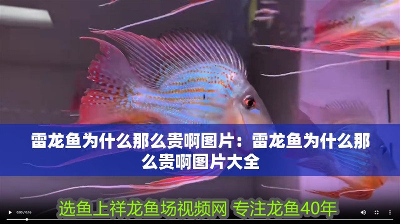 雷龍魚為什么那么貴啊圖片：雷龍魚為什么那么貴啊圖片大全