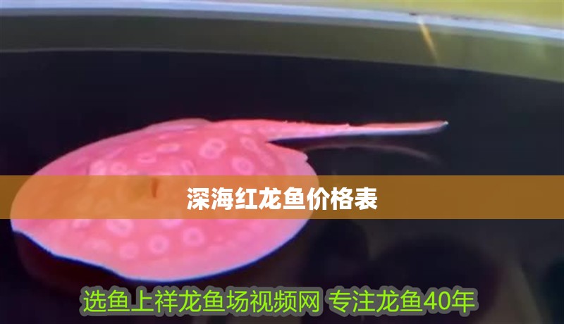 深海紅龍魚價格表