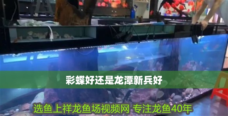 彩蝶好還是龍潭新兵好