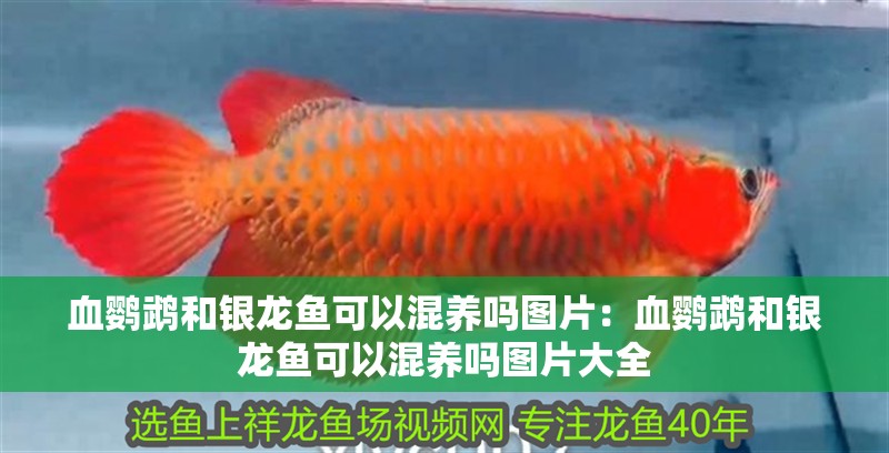 血鸚鵡和銀龍魚可以混養(yǎng)嗎圖片：血鸚鵡和銀龍魚可以混養(yǎng)嗎圖片大全