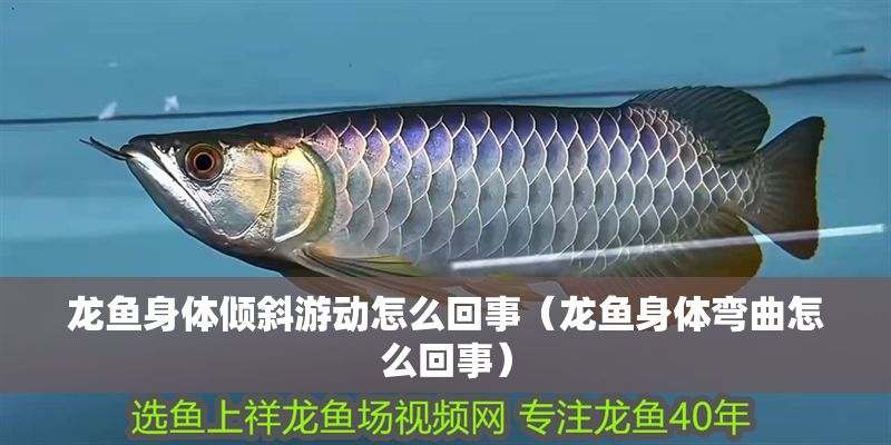 龍魚身體傾斜游動怎么回事（龍魚身體彎曲怎么回事）