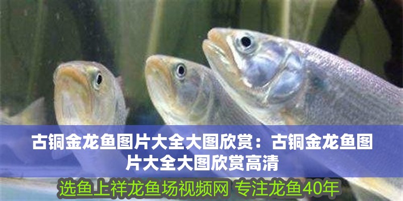 古銅金龍魚圖片大全大圖欣賞：古銅金龍魚圖片大全大圖欣賞高清 古銅金龍魚圖片大全大圖欣賞：古銅金龍魚圖片大全大圖欣賞高清 水族問答