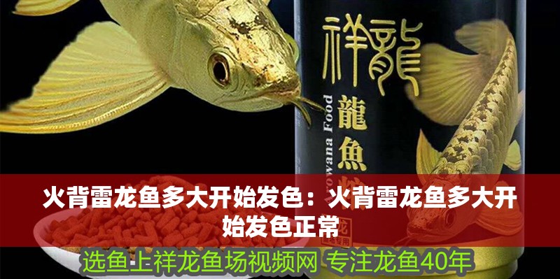 火背雷龍魚多大開始發色：火背雷龍魚多大開始發色正常