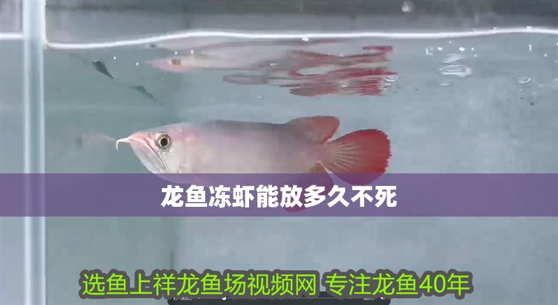 龍魚凍蝦能放多久不死