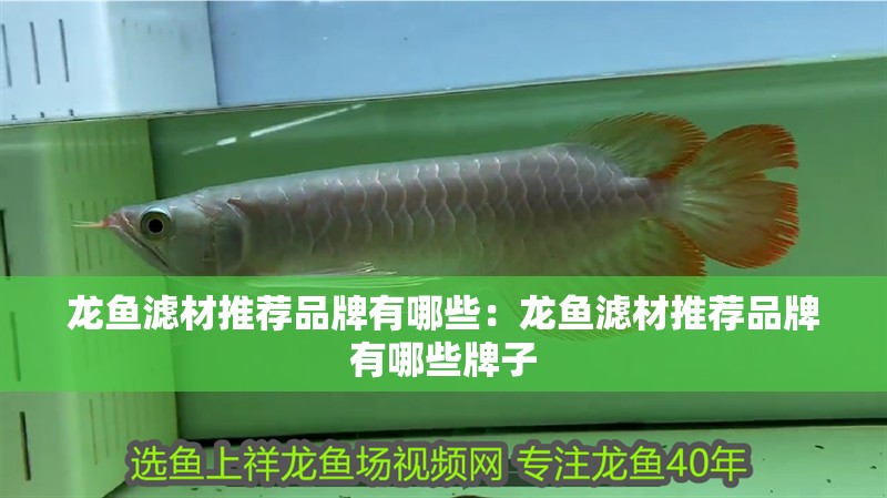 龍魚濾材推薦品牌有哪些：龍魚濾材推薦品牌有哪些牌子
