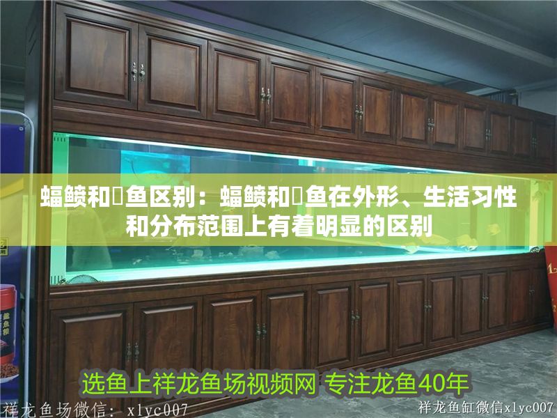 蝠鲼和魟魚區別：蝠鲼和魟魚在外形、生活習性和分布范圍上有著明顯的區別