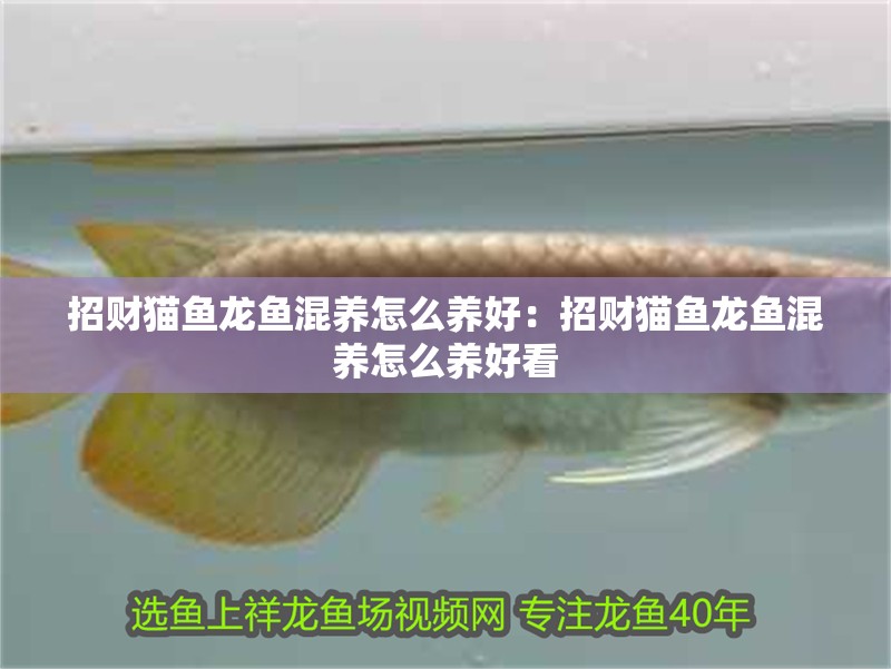 招財貓魚龍魚混養怎么養好：招財貓魚龍魚混養怎么養好看