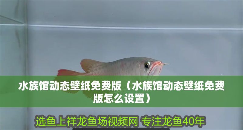 水族館動態(tài)壁紙免費版（水族館動態(tài)壁紙免費版怎么設(shè)置）