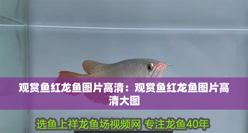 觀賞魚紅龍魚圖片高清：觀賞魚紅龍魚圖片高清大圖
