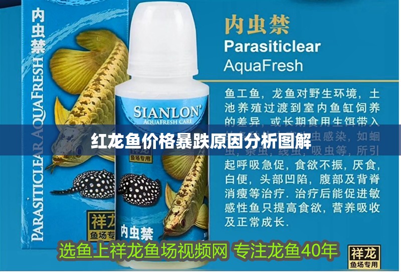 紅龍魚價(jià)格暴跌原因分析圖解