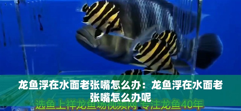 龍魚浮在水面老張嘴怎么辦：龍魚浮在水面老張嘴怎么辦呢