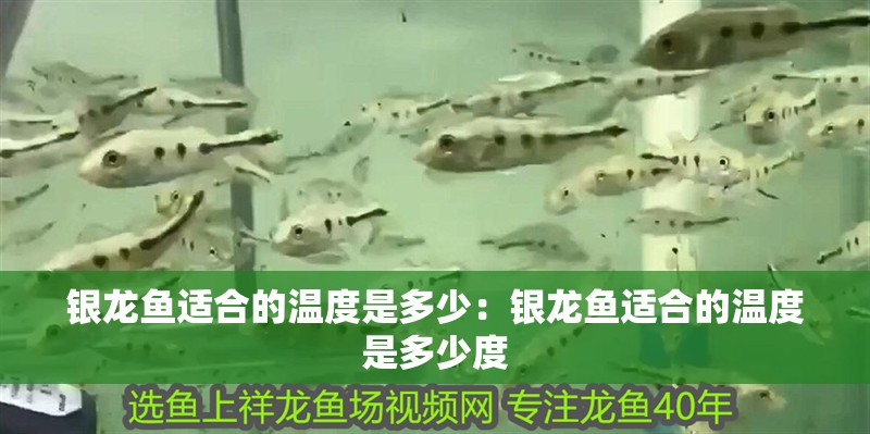 銀龍魚適合的溫度是多少：銀龍魚適合的溫度是多少度