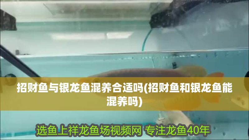 招財魚與銀龍魚混養合適嗎(招財魚和銀龍魚能混養嗎)