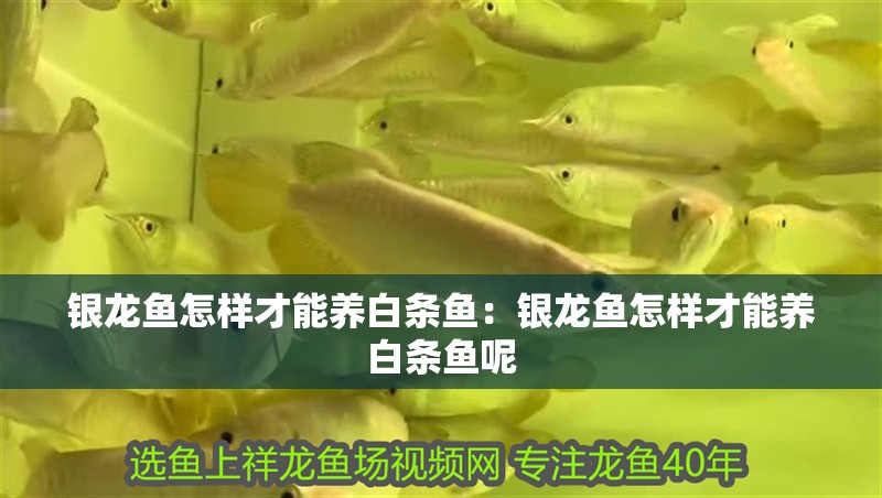 銀龍魚怎樣才能養白條魚：銀龍魚怎樣才能養白條魚呢