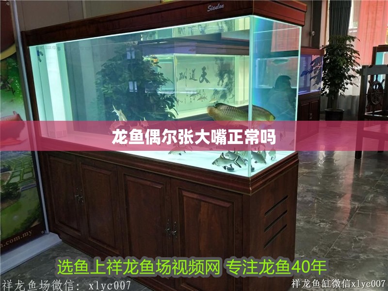 龍魚偶爾張大嘴正常嗎