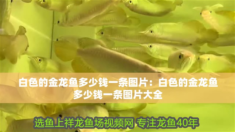 白色的金龍魚多少錢一條圖片：白色的金龍魚多少錢一條圖片大全