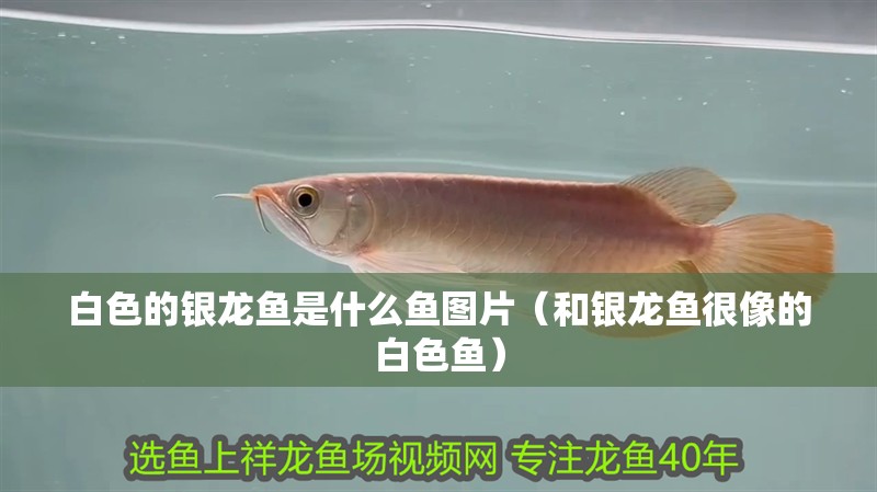 白色的銀龍魚是什么魚圖片（和銀龍魚很像的白色魚） 白色的銀龍魚是什么魚圖片（和銀龍魚很像的白色魚） 銀龍魚百科